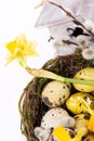 Easter eggs in the nest with narcissus Royalty Free Stock Photo
