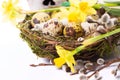 Easter eggs in the nest with narcissus Royalty Free Stock Photo