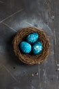 Easter eggs in nest painted by hand in blue color on dark background Royalty Free Stock Photo