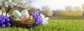 Easter eggs in a nest of twigs, decorated with bright irises, among lush green grass. Easter spring card Royalty Free Stock Photo