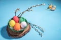 Easter colored eggs in a basket with flowering willow branches on a blue background. Selective Focus Royalty Free Stock Photo