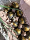 Easter eggs painted in black and gold are lying in a tray next to green leaves of grass Royalty Free Stock Photo