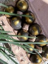 Easter eggs painted in black and gold are lying in a tray next to green leaves of grass. Royalty Free Stock Photo