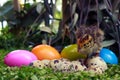 Easter eggs quail chick
