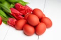 Easter Eggs and red flowers on white wooden table. Painted chicken eggs and red tulip Royalty Free Stock Photo