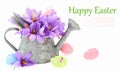 Easter eggs and saffron flowers Royalty Free Stock Photo