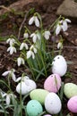 Easter eggs, snowdrop flowers, spring time in forest, background. Easter composition. Greeting card design, postcard Royalty Free Stock Photo