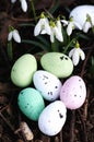 Easter eggs, snowdrop spring flowers, forest. Easter composition. Greeting card design, postcard. Close up. Royalty Free Stock Photo