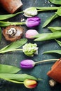 Easter eggs with spring tulip flowers Royalty Free Stock Photo