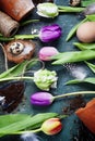 Easter eggs with spring tulip flowers Royalty Free Stock Photo