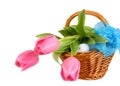 Easter eggs with tulips in wicker basket and blue loop