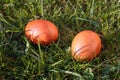 Easter eggs, two dyed chicken eggs in the grass