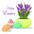 Easter eggs and violet crocuses in yellow flowerpot. Groving up saffron flowers Royalty Free Stock Photo