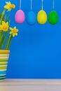 Easter eggs with yellow potted daffodils isolated on the blue ba