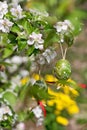 Easter egss hanging on the twig