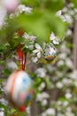 Easter egss hanging on the twig of apple tree