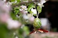 Easter egss hanging on the twig of apple tree Royalty Free Stock Photo