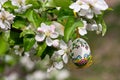 Easter egss hanging on the twig Royalty Free Stock Photo