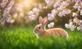 Easter enchantment: Rabbit in a spring blossom field