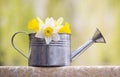 Easter flower in watering can Royalty Free Stock Photo