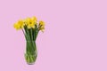 Easter flowers in vase isolated on pink background. Royalty Free Stock Photo