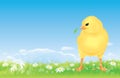 Easter free range chick on the spring meadow Royalty Free Stock Photo