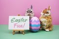 Easter Fun! text with rabbit and egg on pink and green background Royalty Free Stock Photo