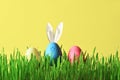 Easter funny bunny on green grass with easter eggs. Easter background.