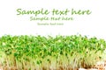 Easter garden cress Royalty Free Stock Photo