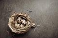 Easter gray background with a nest filled with quail eggs. Top view. Copy space.