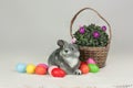 Easter gray rabbit among