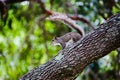 Easter Gray Squirrel sitting on a tree Royalty Free Stock Photo