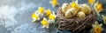 Easter Greeting Card with Bird Nest Basket, White & Yellow Eggs, and Daffodils Flowers for Holiday Celebration Royalty Free Stock Photo