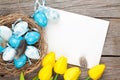 Easter greeting card with blue and white eggs and yellow tulips Royalty Free Stock Photo