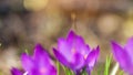 Easter greeting card with colorful easter eggs and sprin flowersl on blue table. Top view with space for your greetings - Image