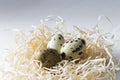 Easter greeting card Quail eggs in hay nest on white wooden background.