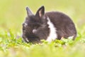 Easter greetings - Easter bunny rabbit sitting in green grass Royalty Free Stock Photo