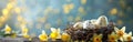 Easter Greetings with White & Yellow Eggs in Bird Nest & Daffodils Flowers - Holiday Celebration Banner & Greeting Card Royalty Free Stock Photo