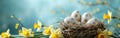 Easter Greetings with White & Yellow Eggs in Bird Nest & Daffodils Flowers - Holiday Celebration Banner & Greeting Card Royalty Free Stock Photo