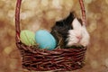 Easter Guinea pig in a basket Royalty Free Stock Photo