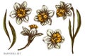 Easter hand drawn vector illustrations collection. Colored daffodils. Royalty Free Stock Photo