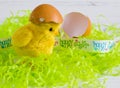 Easter - Happy Easter yellow chick with egg shell on white wood background Royalty Free Stock Photo