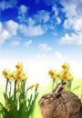 Easter hare and daffodils