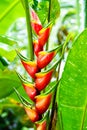 Easter Heliocona Heliconia Wagneriana tropical plants