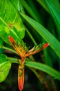 Easter Heliocona Heliconia Wagneriana tropical plants