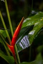 Easter Heliocona Heliconia Wagneriana tropical plants