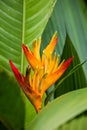 Easter Heliocona Heliconia Wagneriana tropical plants