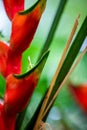 Easter Heliocona Heliconia Wagneriana tropical plants