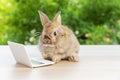 Easter holiday animal, technology e-learning concept. Baby bunny brown wearing eye glasses with laptop sitting on the wood. Lovely