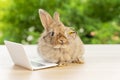 Easter holiday animal, technology e-learning concept. Baby bunny brown wearing eye glasses with laptop sitting on the wood. Lovely